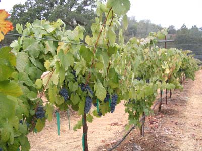 Shaker Ridge Vineyard Tempranillo Port Grapes