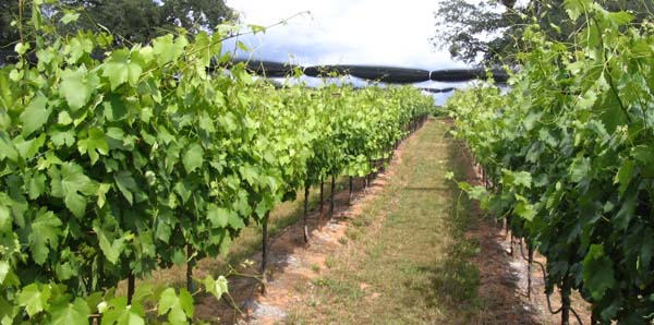 Shaker Ridge Vineyard Tempranillo Port Grapes