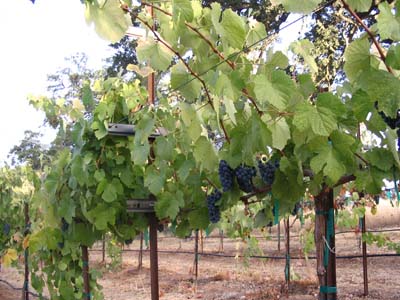 Shaker Ridge Vineyard Touriga Nacional Grapes