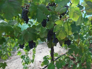 barbera 8-25-13