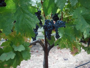 tempranillo 8-25-13