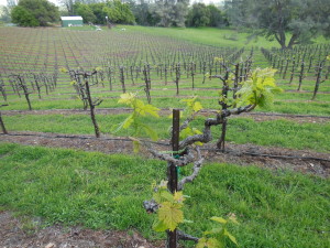 Budburst in 12-yo primitivo vines 4-4-14