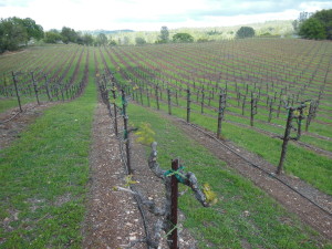 Budburst in 12-yo primitivo vines 4-4-14 b