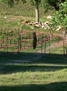 peacock on fence