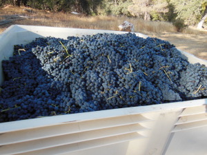 tempranillo 9-13-14b