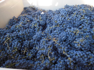 tinta cao grapes 9-13-14a