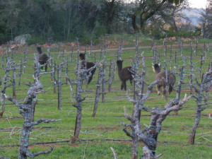 An alpaca caravan cuts across the pruned non-Quinta touriga field in search of treats.