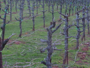 Close-up view of Shaker Ridge's nearly 13-yo primitivo vines shortly after winter pruning.