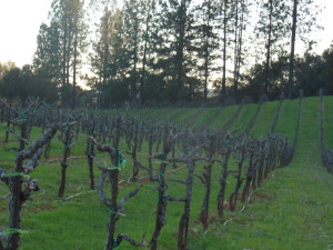 A portion of over 2500 primitivo vines pruned for 2015 season...