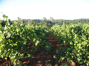 Shaker Ridge Vineyard Barbera Grapes