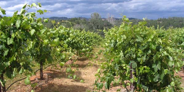 Shaker Ridge Vineyard Barbera grapes