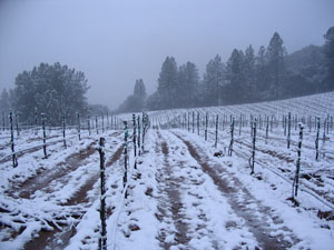 Shaker Ridge Vineyard in winter