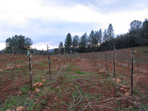 Primitivo at Shaker Ridge Vineyard