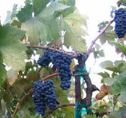 primitivo5 Shaker Ridge Vineyard Primitivo