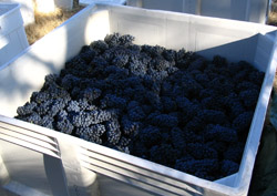 Shaker Ridge Vineyard Primitivo Grapes